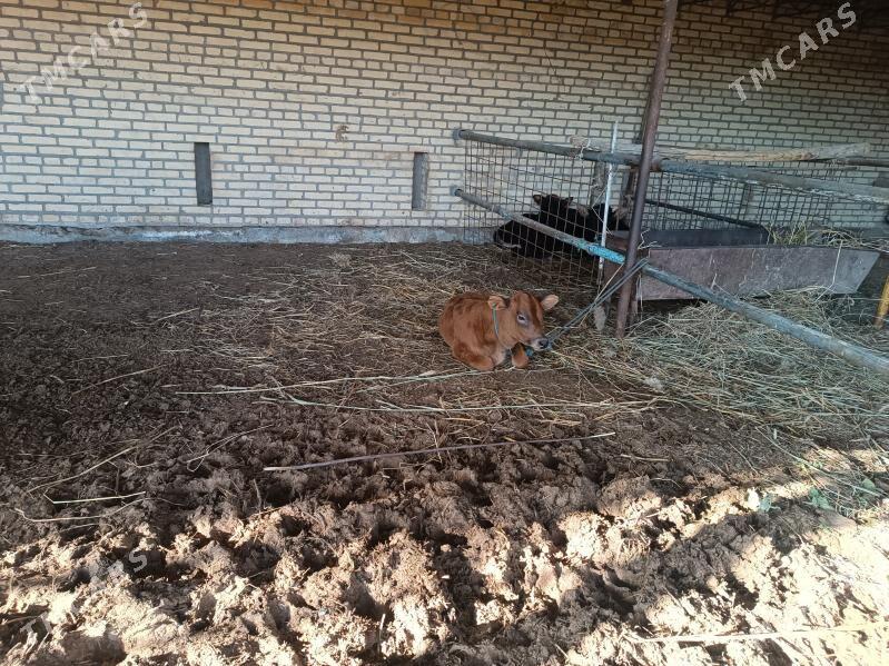 sygyr - Ходжамбаз - img 2