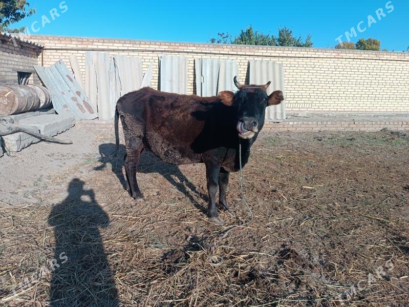 sygyr - Ходжамбаз - img 4