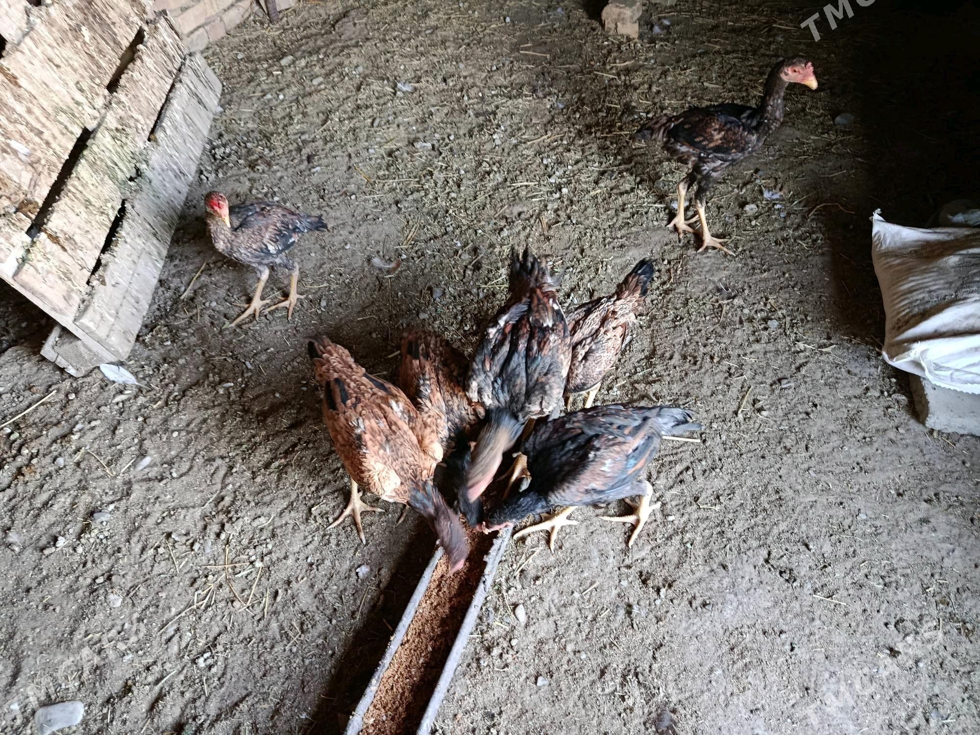 taşkent - Gökdepe - img 9