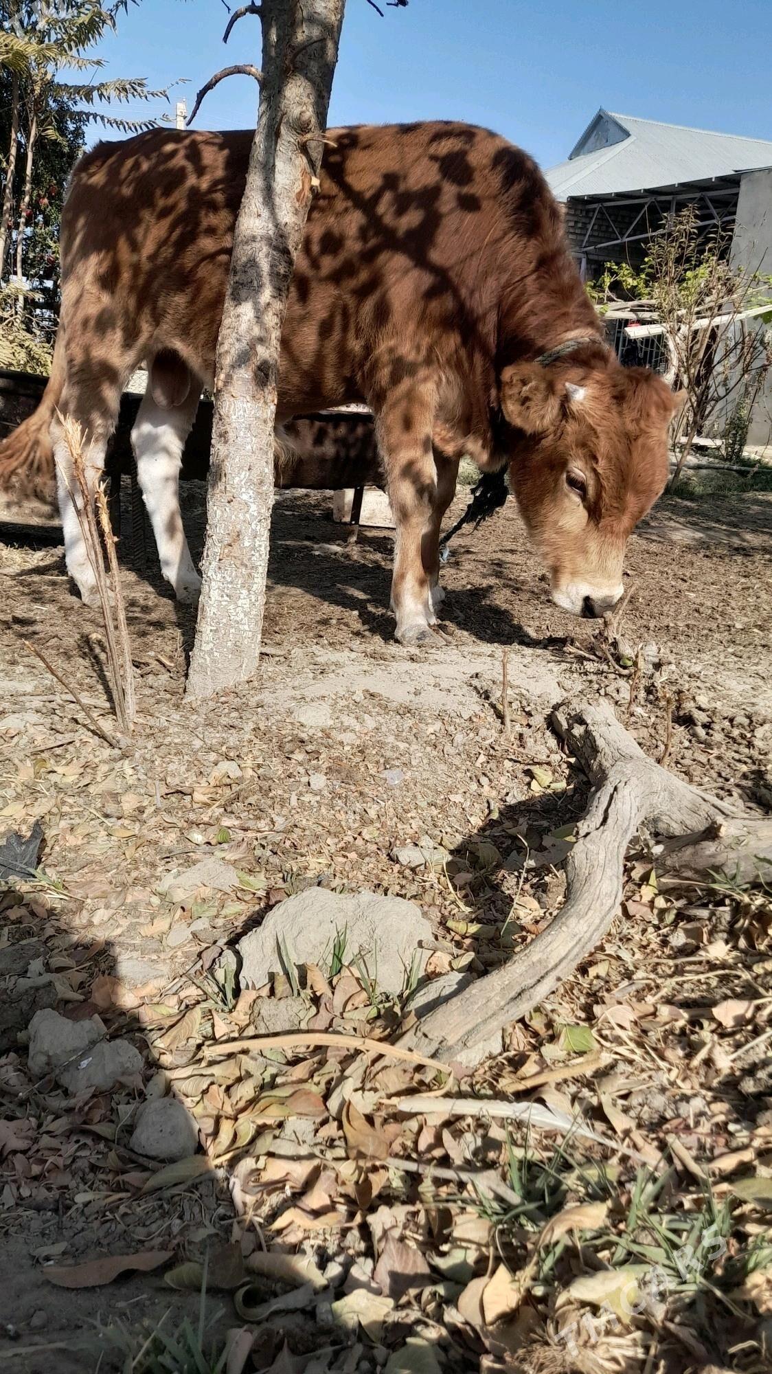 ÖKÜZ - Бахарден - img 7