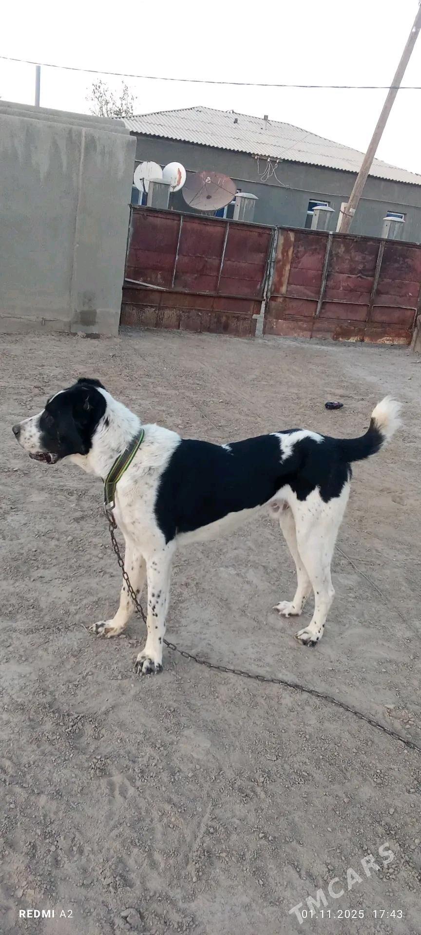 ady Ýolbars ady ,, Ýolbars. - Ýolöten - img 2