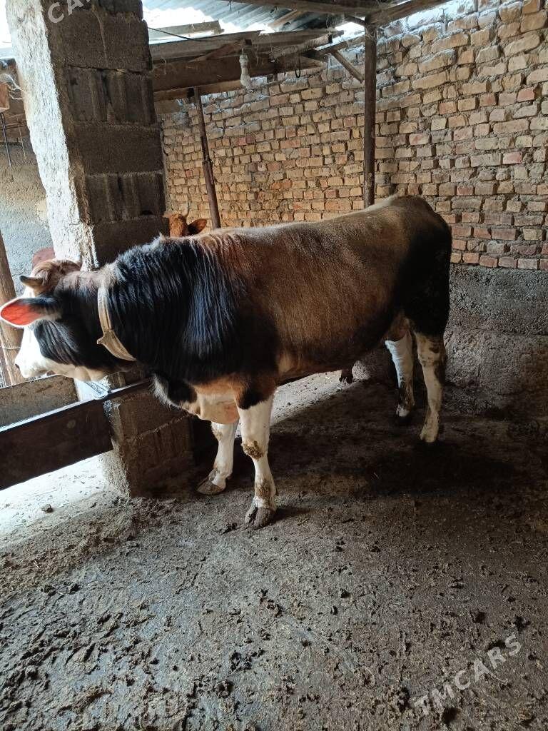 okuz - Ашхабад - img 2