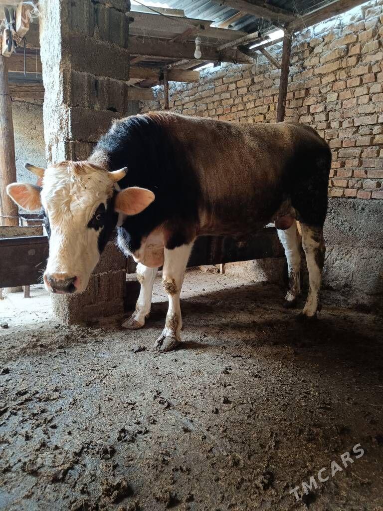 okuz - Ашхабад - img 4