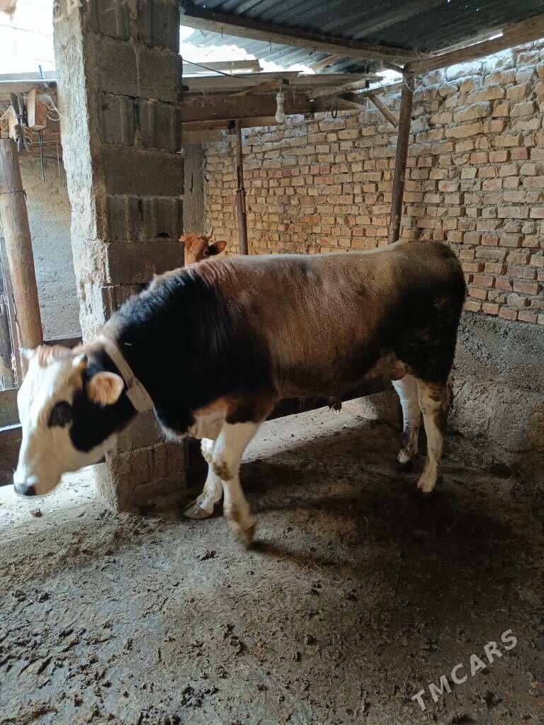 okuz - Ашхабад - img 5