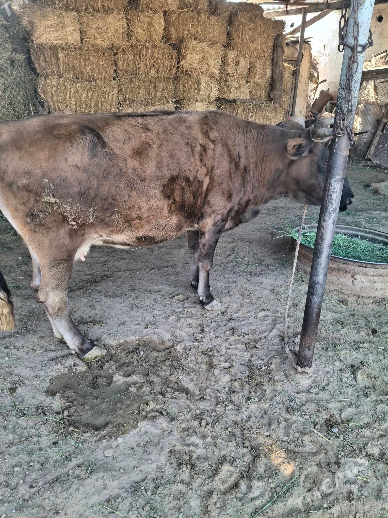 Bakylan Sygyr - Ак-Бугдайский этрап - img 2