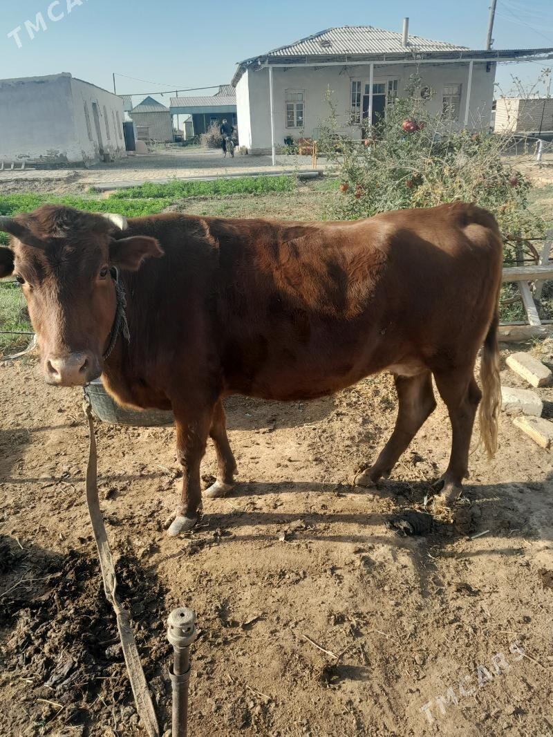 bakylan sygyr - Мургап - img 2