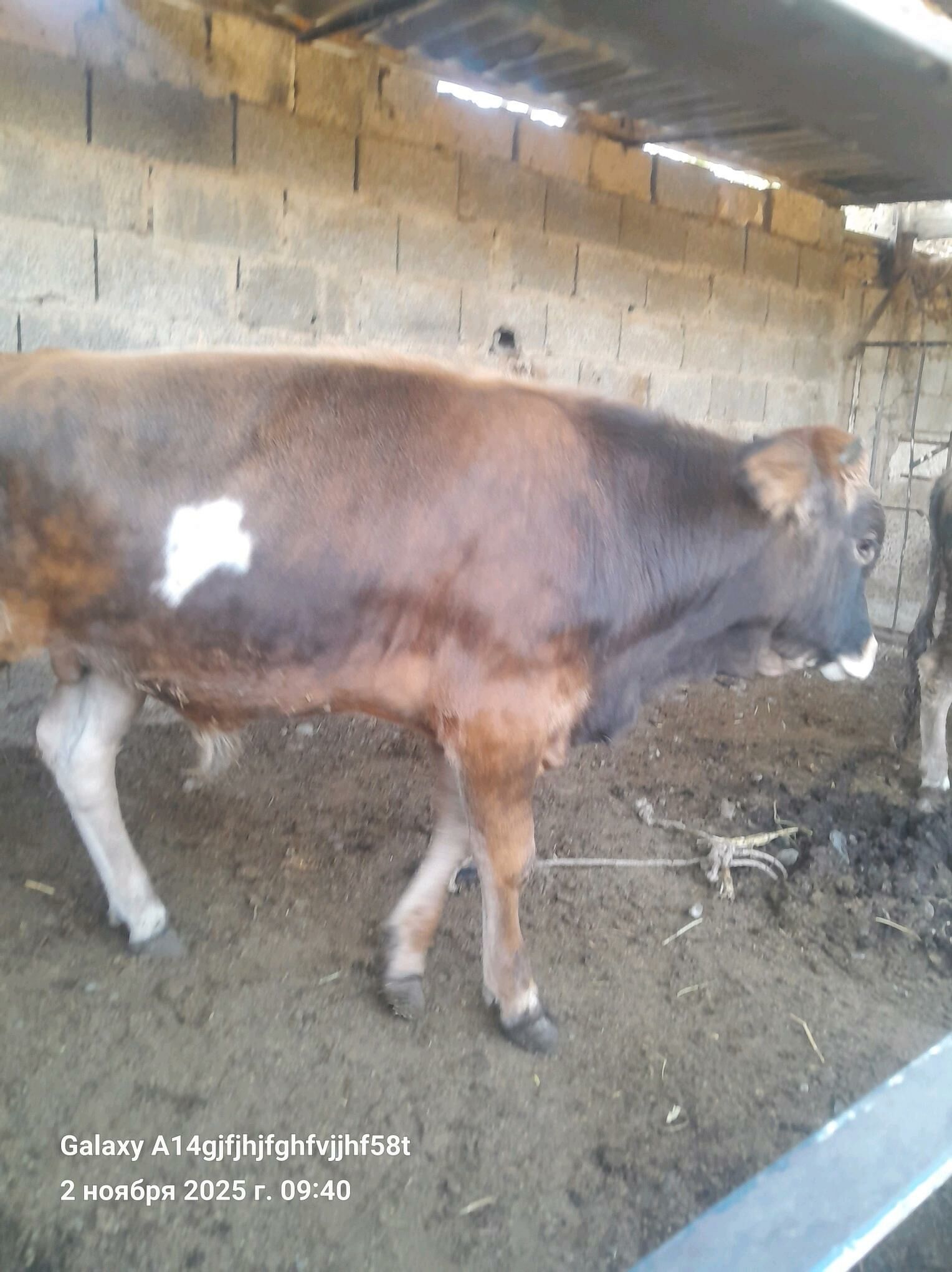 okuz - Gökje - img 2