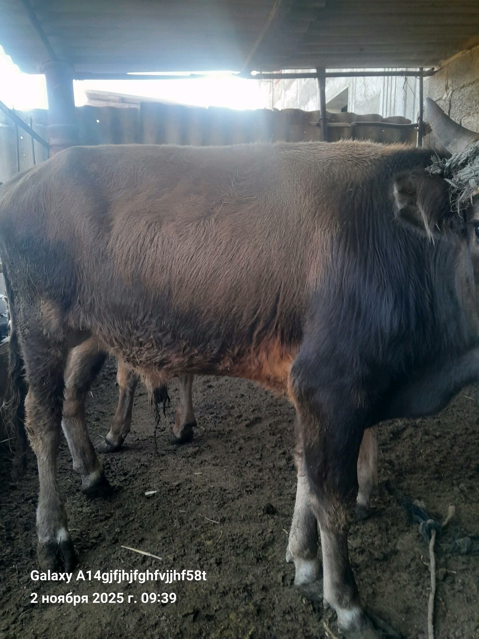 okuz - Gökje - img 5