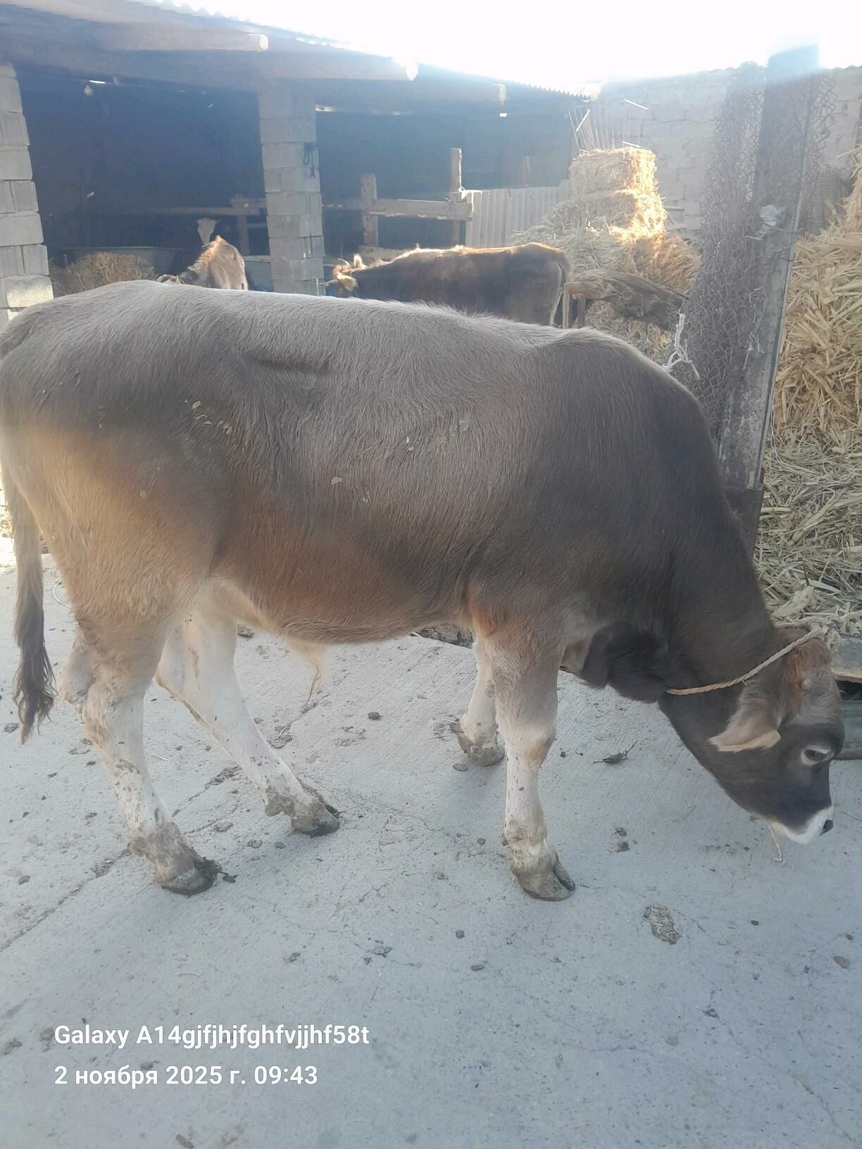 okuz - Gökje - img 3