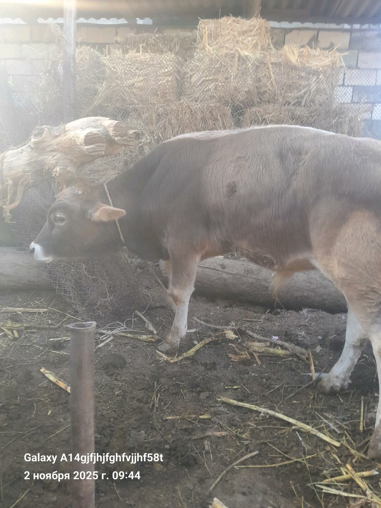 okuz - Gökje - img 4