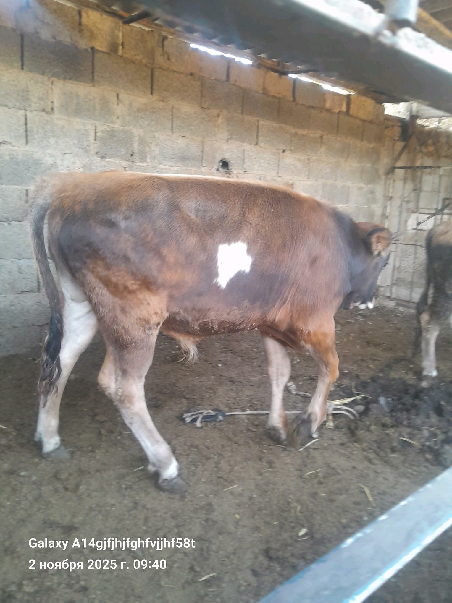 okuz - Gökje - img 1