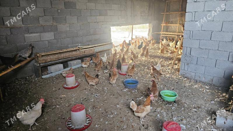 towuk - Кипджак - img 4