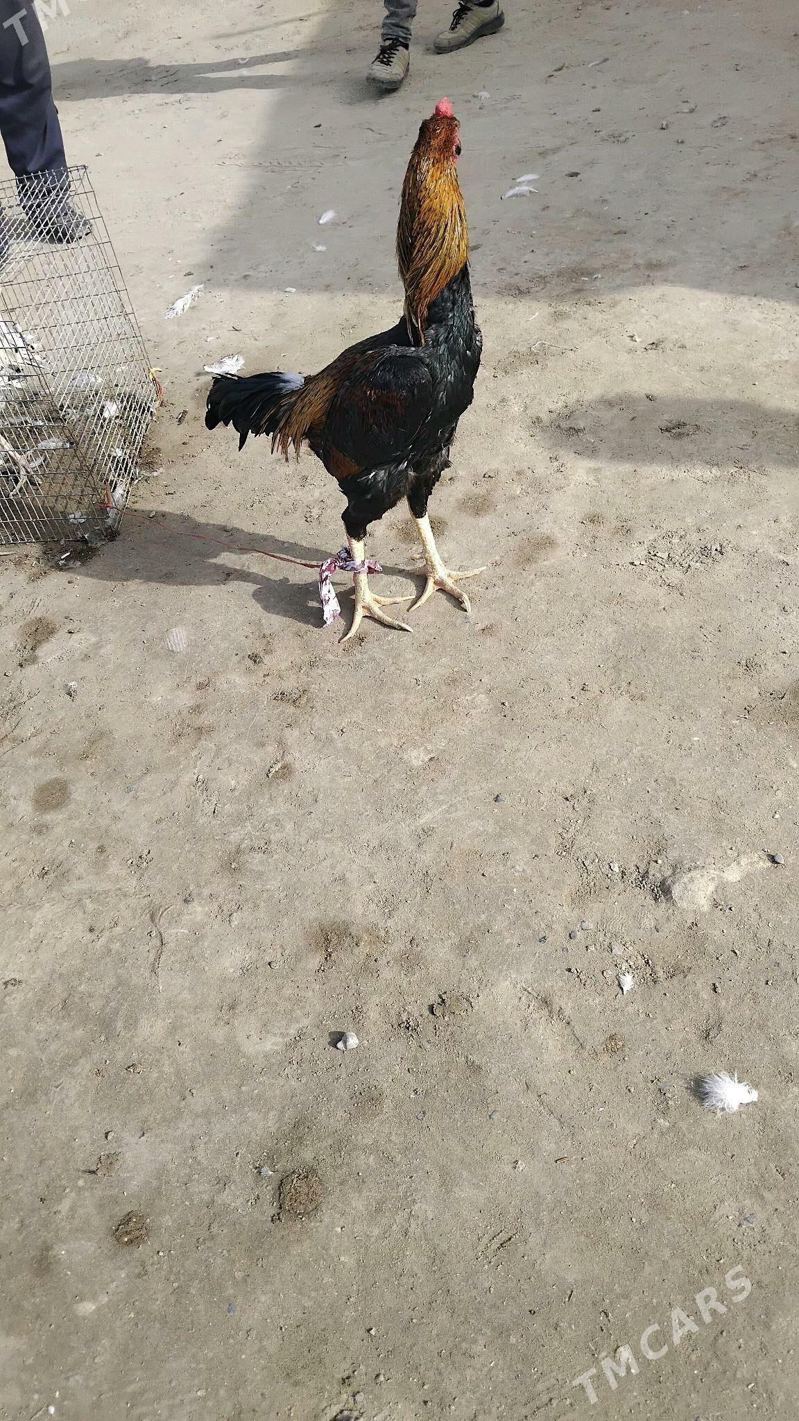 bayes horaz - Фарап - img 2