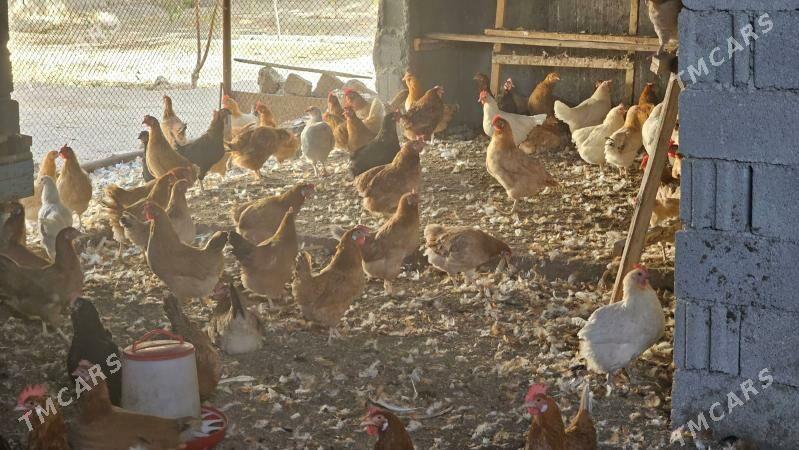 towuk - Кипджак - img 1