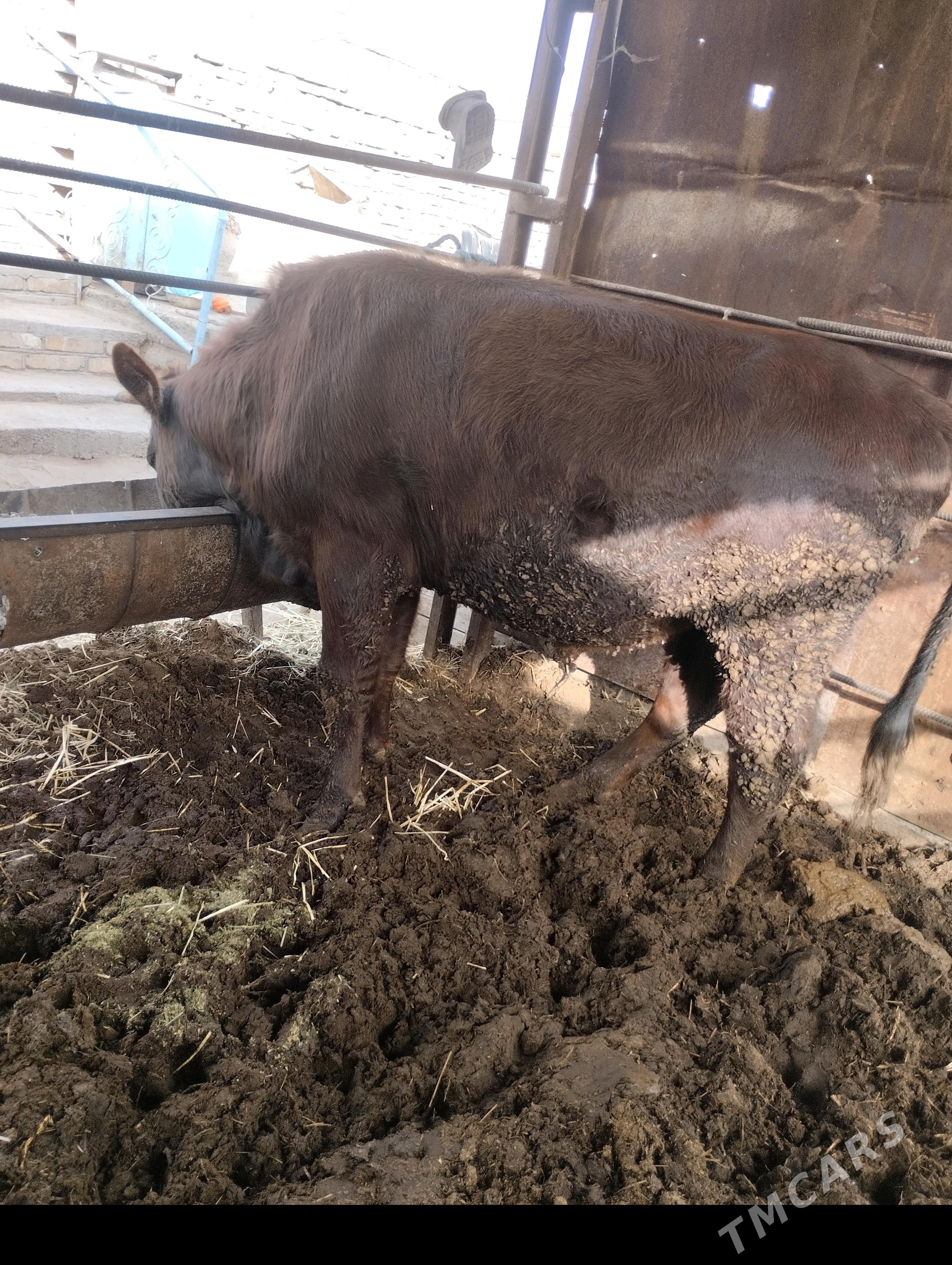 Okuz - Türkmenabat - img 1