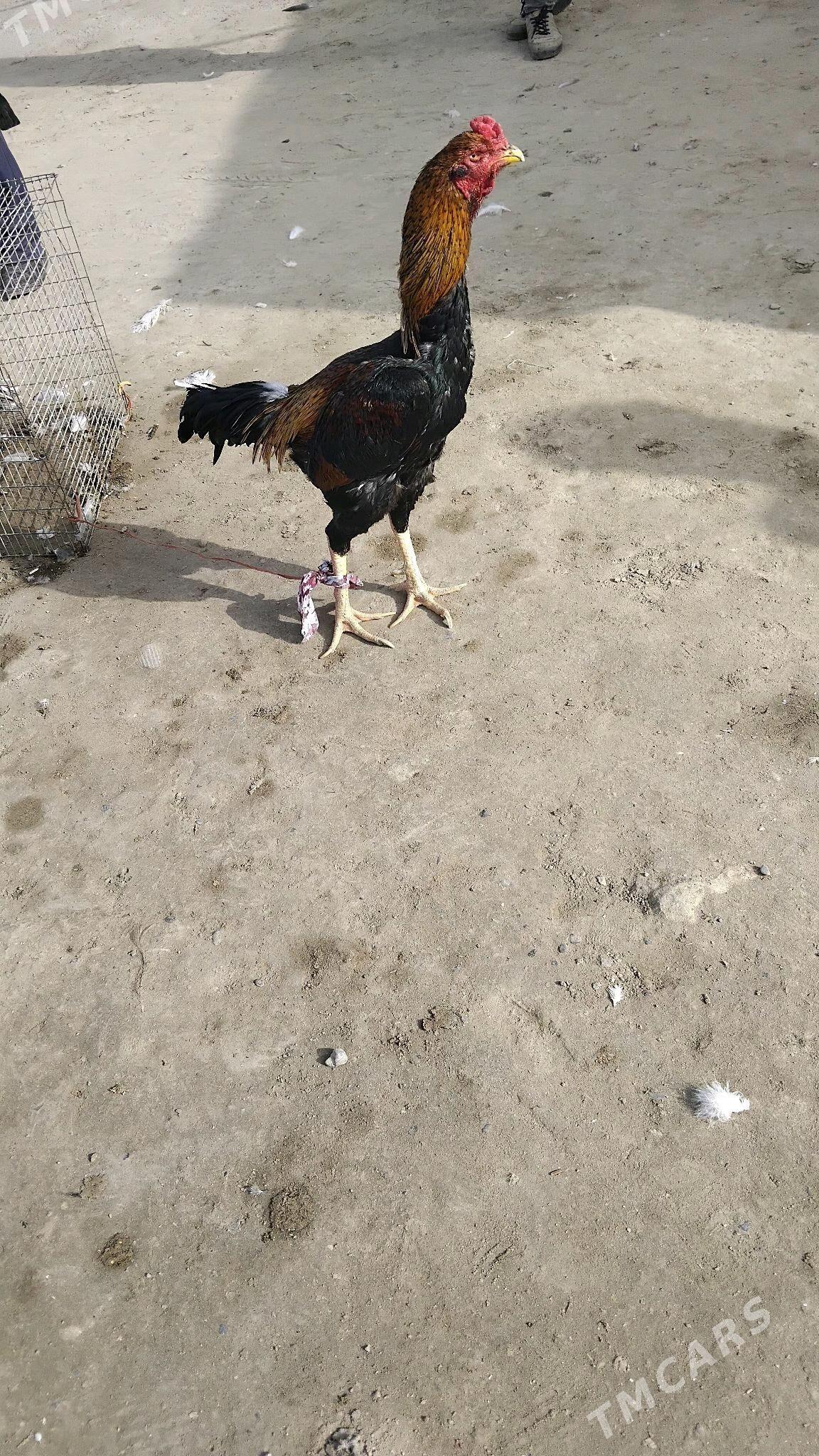 bayes horaz - Фарап - img 4