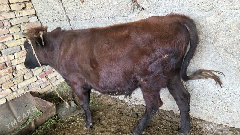 oküz - Бузмеин - img 1