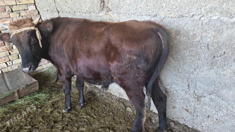 oküz - Бузмеин - img 3