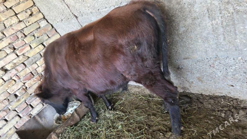 oküz - Бузмеин - img 2