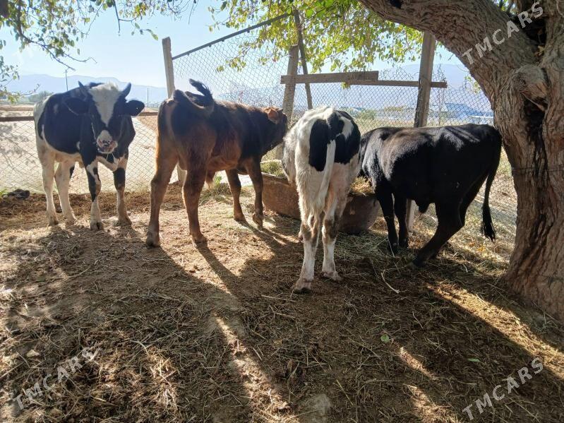 öküz - Гёкдепе - img 3