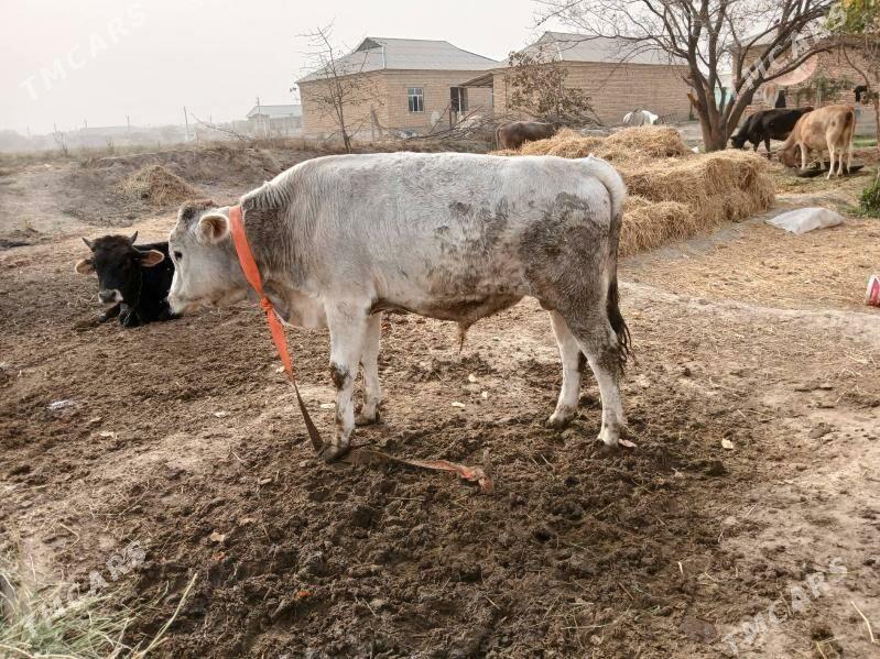 öküz - Гёкдепе - img 8