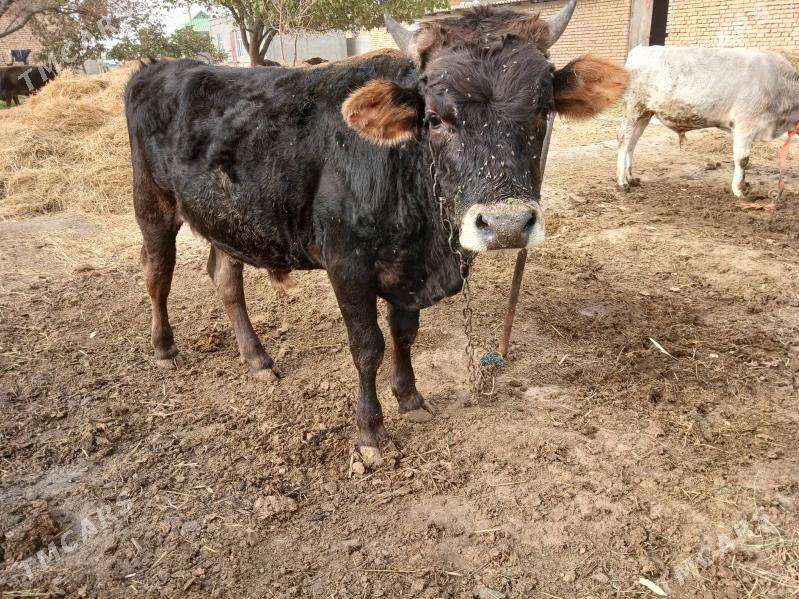 öküz - Гёкдепе - img 9