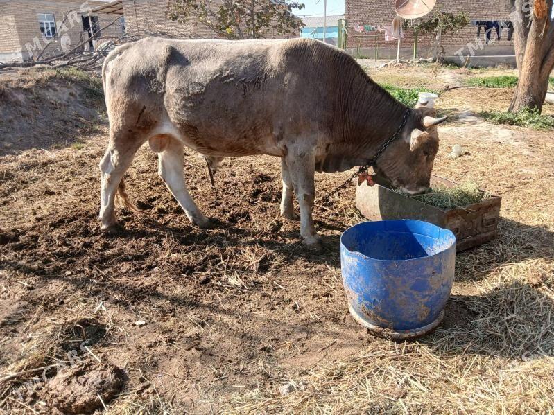 öküz - Гёкдепе - img 4