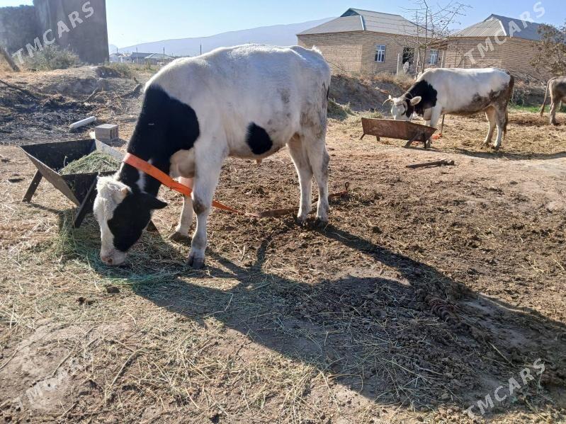 öküz - Гёкдепе - img 10