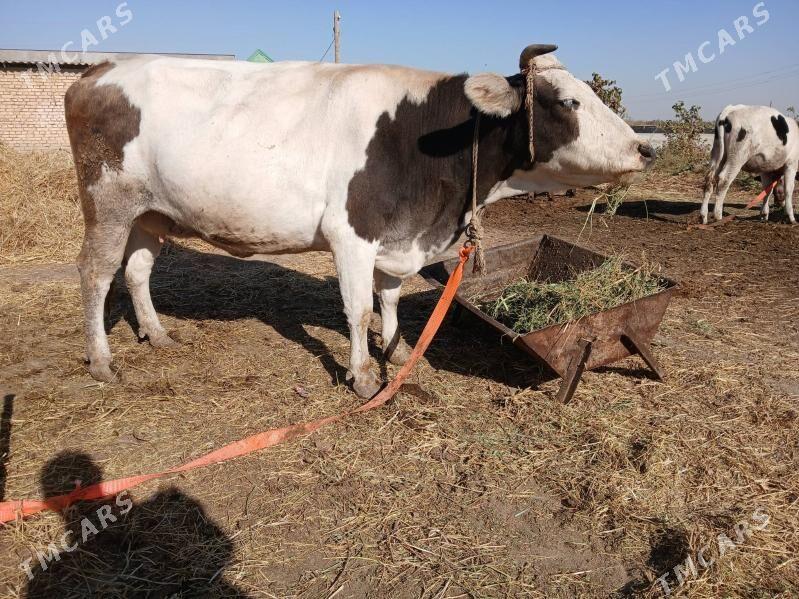 öküz - Гёкдепе - img 7