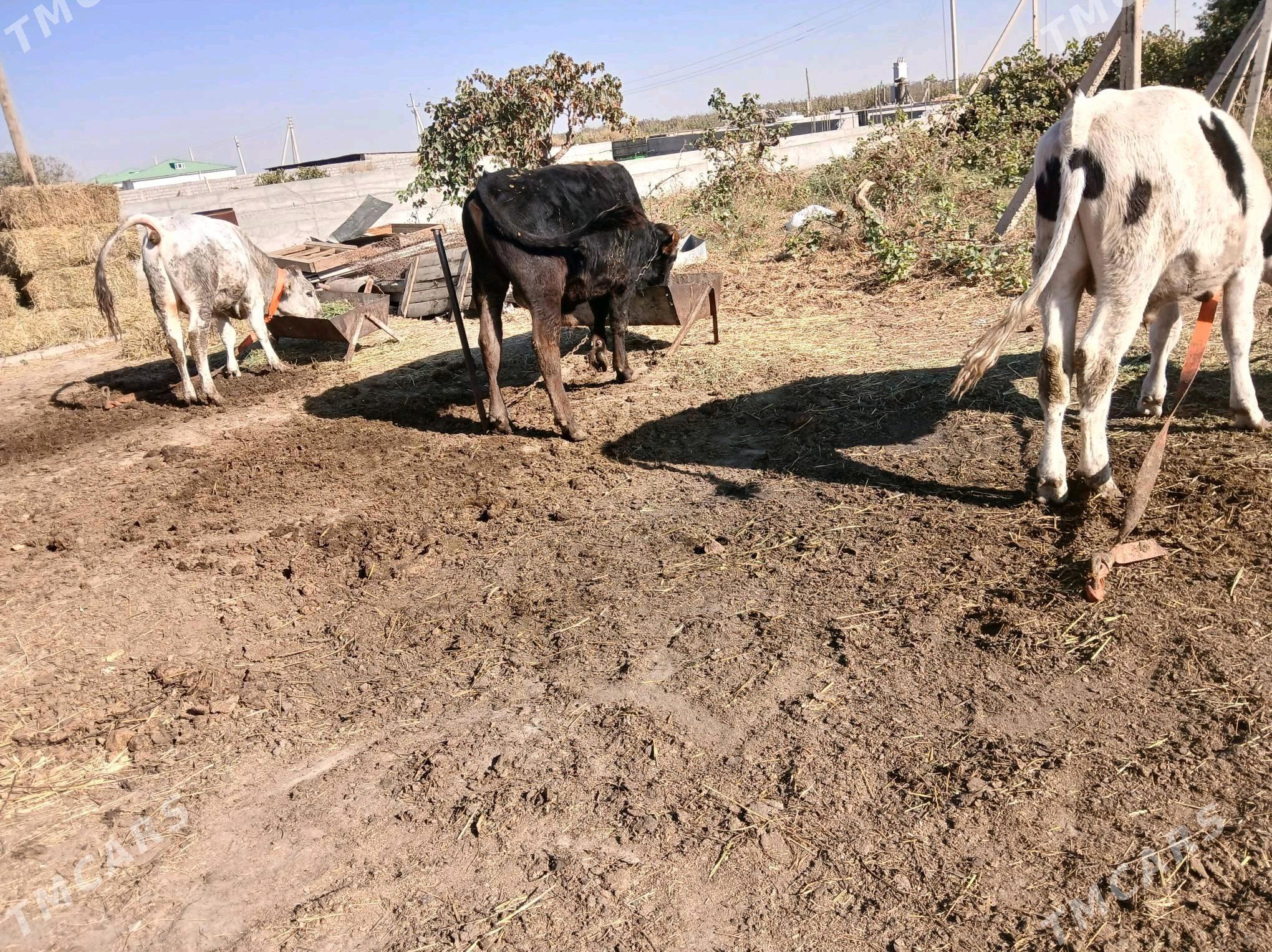 öküz - Гёкдепе - img 6