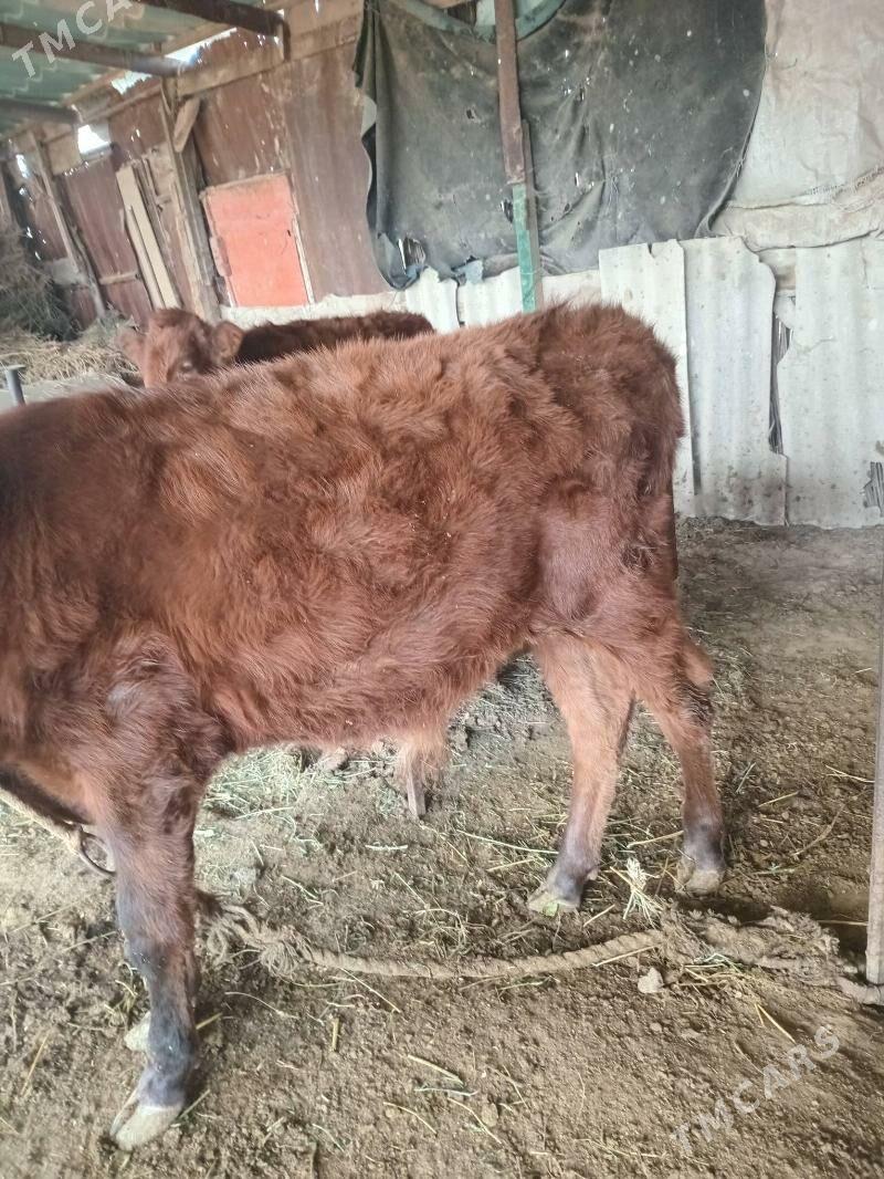 GÕLELER - Мары - img 1