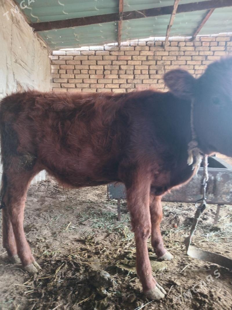 GÕLELER - Мары - img 2