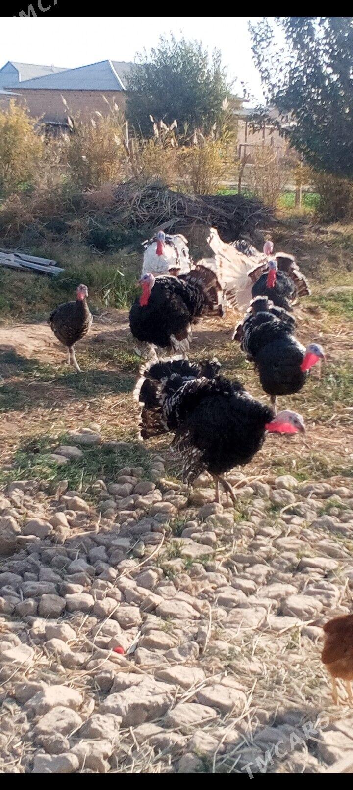 induk we towuk - Сакарчага - img 4