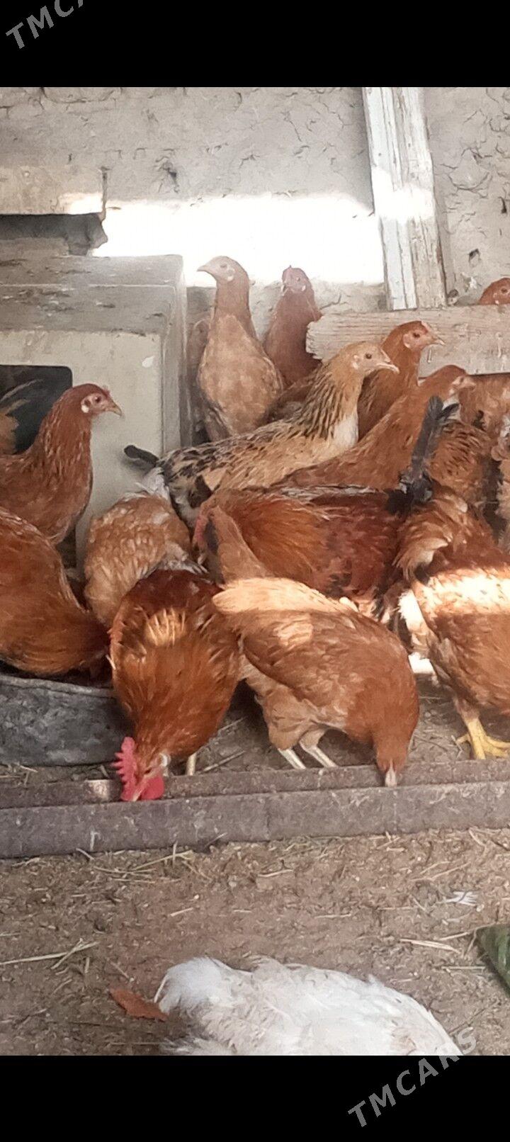 induk we towuk - Сакарчага - img 6