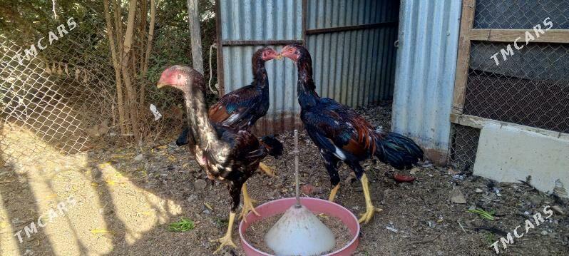 TAŞKENT HORAZ JÜJE - Bagyr - img 9