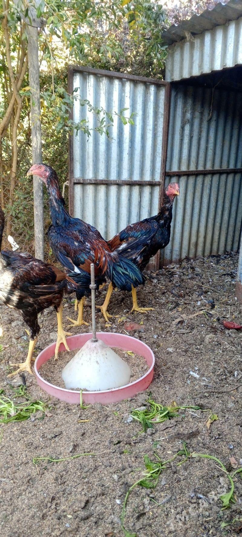 TAŞKENT HORAZ JÜJE - Bagyr - img 8