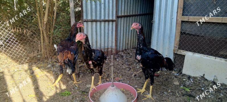 TAŞKENT HORAZ JÜJE - Bagyr - img 10