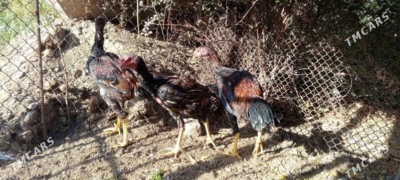 TAŞKENT HORAZ JÜJE - Bagyr - img 2