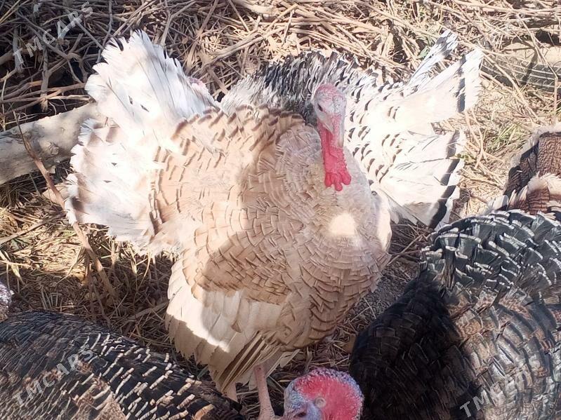 induk we towuk - Сакарчага - img 2