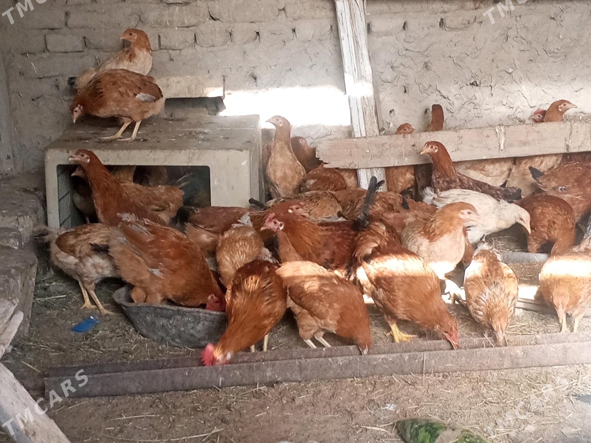 induk we towuk - Сакарчага - img 9