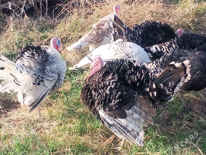 induk we towuk - Сакарчага - img 1