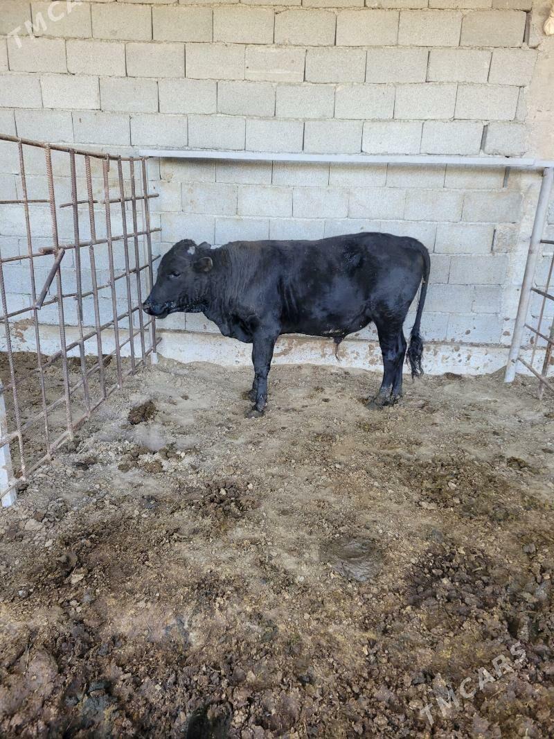 okuz - Aşgabat - img 1