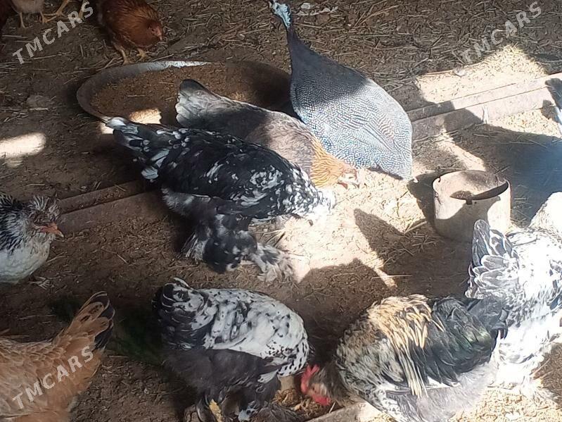 induk we towuk - Сакарчага - img 7