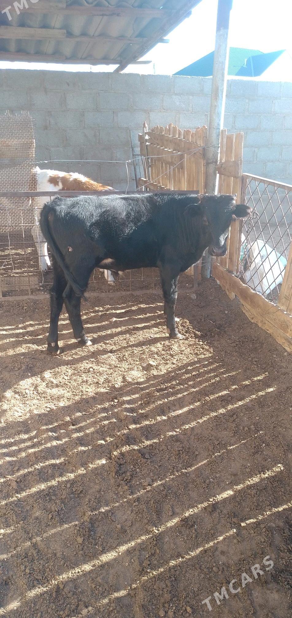 okuz - Балканабат - img 2