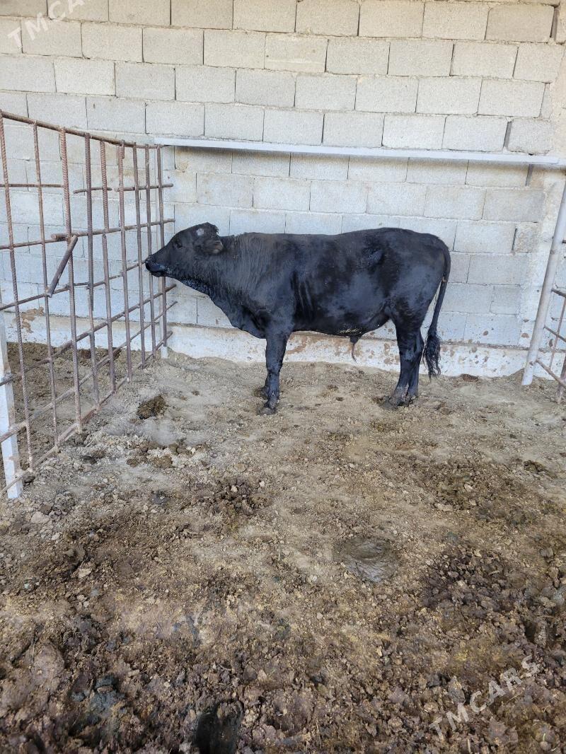 okuz - Aşgabat - img 2