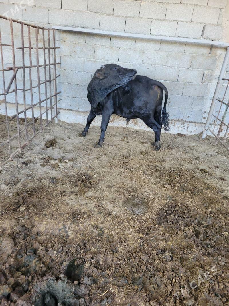 okuz - Aşgabat - img 3