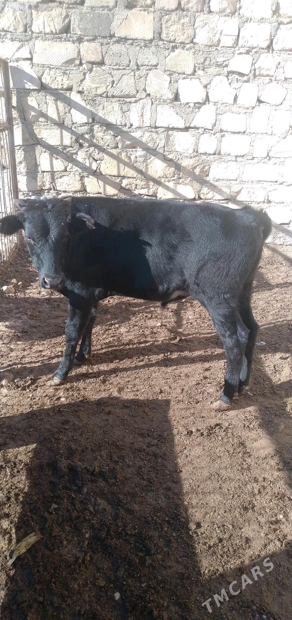 okuz - Балканабат - img 3