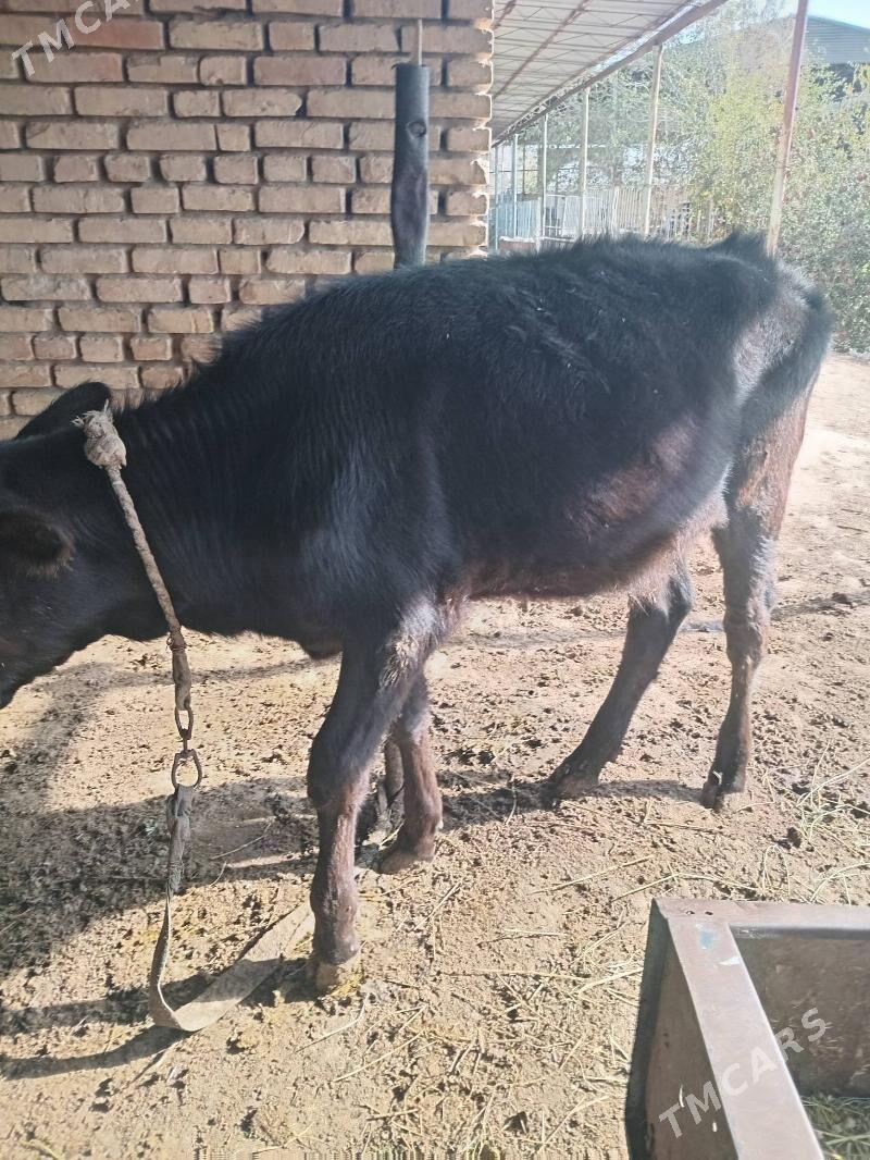 GÕLELER - Мары - img 3