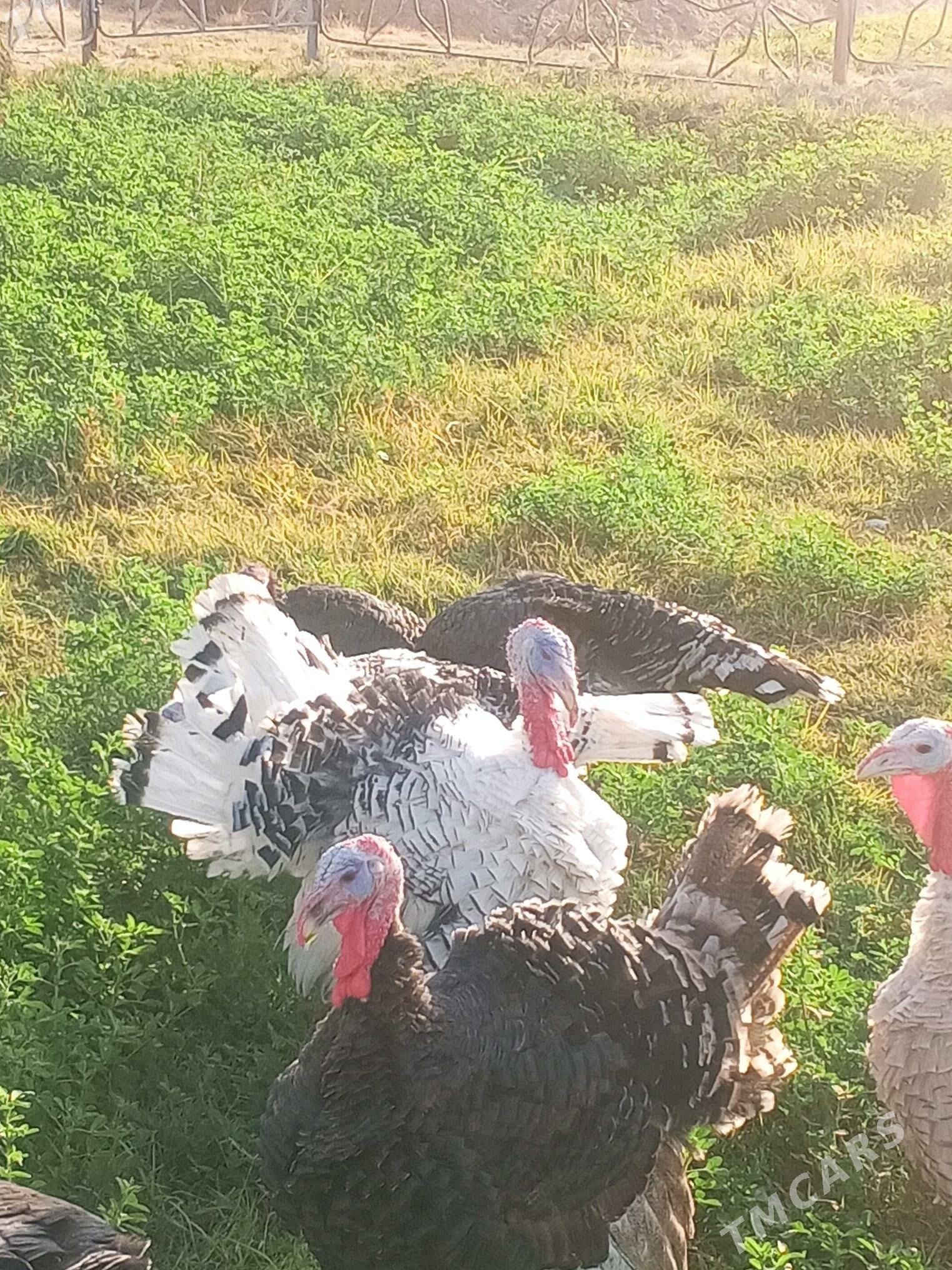 induk we towuk - Сакарчага - img 3