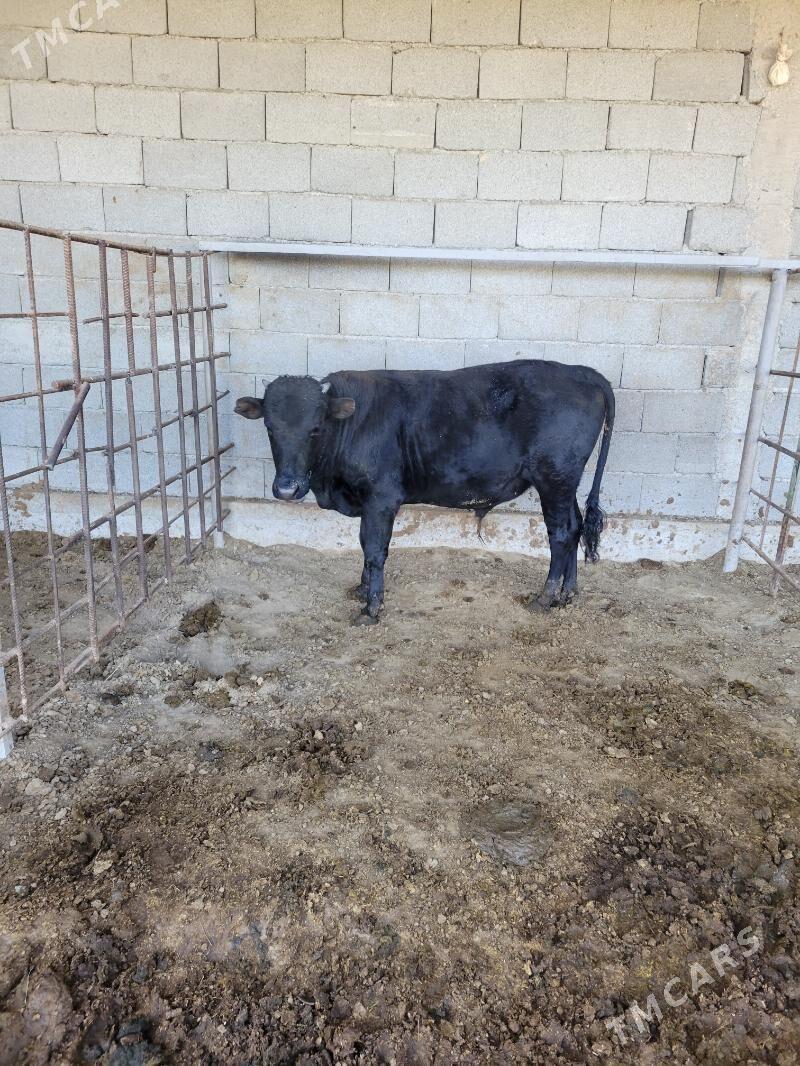 okuz - Aşgabat - img 4